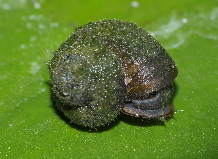 Gasteropode dal Parco della Piana